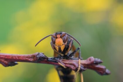 Trail dans la Loire : 11 blessés après une attaque de frelons asiatiques