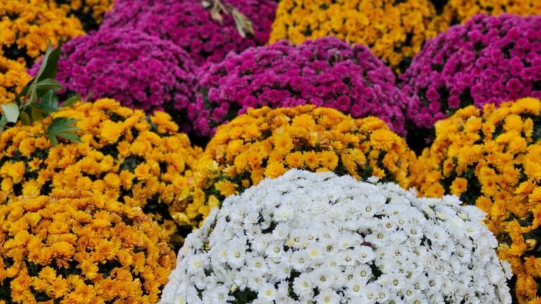 Toussaint 2026 : prix des chrysanthèmes, horaires des cimetières et trafic du week-end