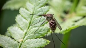 Virus du nil occidental : 178 cas en france, symptômes et prévention Virus du Nil occidental : 178 cas en France, symptômes et prévention