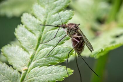 Virus du Nil occidental : 178 cas en France, symptômes et prévention